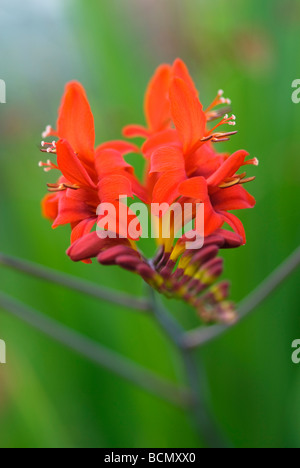 CROCOSMIA LUCIFER MONTBRETIA Stock Photo