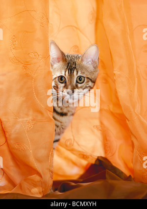 young Bengal cat behind curtain Stock Photo