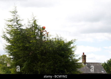Tree surgeon cutting hedge Stock Photo - Alamy