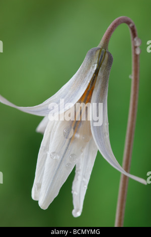 Erythronium dens-canis var. niveum (Dog's-tooth violet, Trout lily.) Stock Photo