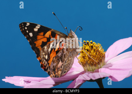 Painted lady on lilac blossom in front of blue sky / Vanessa cardui Stock Photo