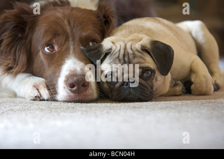 pug puppy and Border Collie dog - lying - portrait Stock Photo