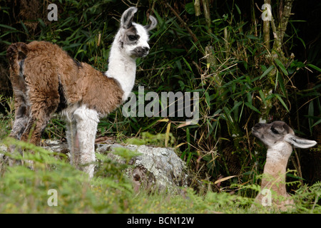 Two cute young Llamas, Peru, 'South America' Stock Photo