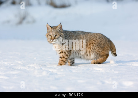 Young bobcat in snow Stock Photo