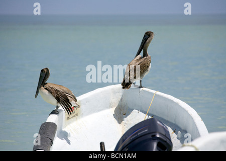 Two Brown Pelicans Pelecanus occidentalis perched on a boat, Holbox island, Quintana Roo, Yucatán Peninsula, Mexico,