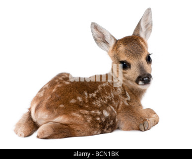 Roe deer Fawn, Capreolus capreolus, 15 days old, in front of a white background, studio shot Stock Photo