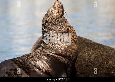 Cape fur seals in the heart of Cape Town's working harbour, the Victoria & Alfred Waterfront, South Africa Stock Photo
