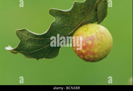 Oak Apple from the Common Oak Gall Wasp / Cynips quercusfolii Stock Photo