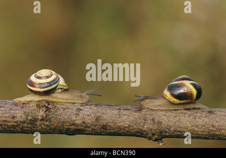 Two brown-lipped snails on branch / Cepaea nemoralis Stock Photo