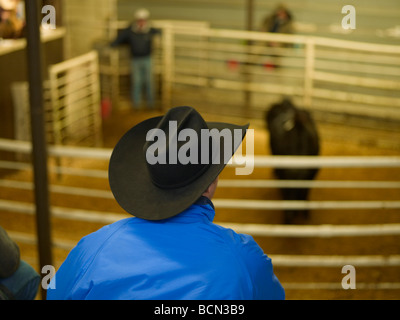 Man with Cowboy Hat Watching Calf Inside Fence Stock Photo