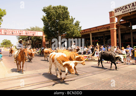 Cattle drive with cowboys at Stockyards in Fort Worth, Texas, USA Stock Photo