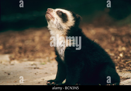 Spectacled Bear (Tremarctos ornatus). Young sitting, looking up Stock Photo