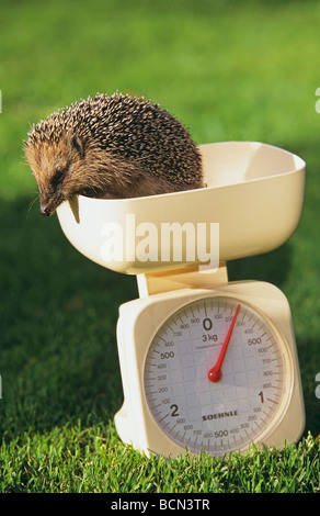 hedgehog on scale Stock Photo