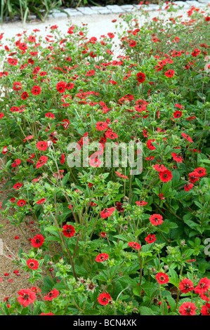 Potentilla Comarum Cinquefoil Rosaceae 'Gibson's Scarlet'. Beautiful bright red poppy like flower. Stock Photo