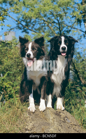 two Border Collie dogs - sitting on stone Stock Photo