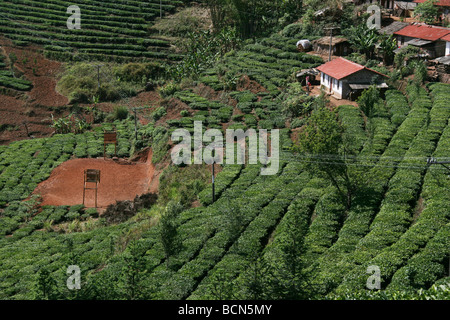 Tea grooves near Ancient Tea-Horse Road, Yunnan Province, China Stock Photo