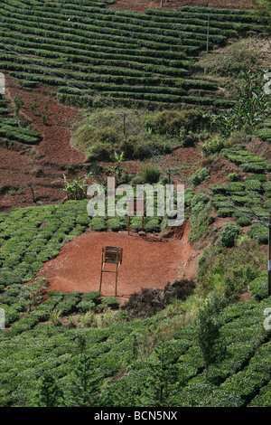 Basketball field in the middle of tea grooves near Ancient Tea-Horse Road, Yunnan Province, China Stock Photo