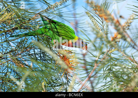 Australian Rainbow Lorikeet feeding on nectar in a tree Stock Photo