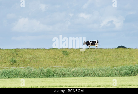 Friesian cow standing on a dyke. Friesland. Netherlands. Stock Photo