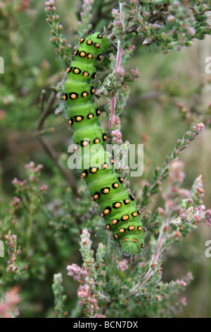 Emperor Moth Caterpillar Saturnia pavonia Taken At Cannock Chase, England, UK Stock Photo