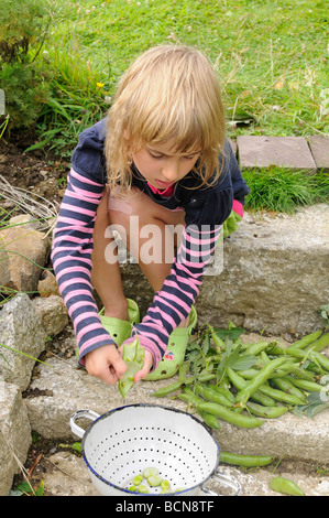 A six year old girl podding freshly picked broad beans Stock Photo