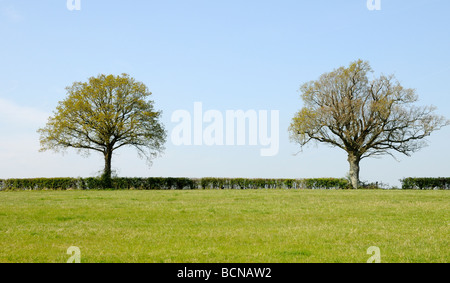 A neatly cut field hedge with two Oak trees (Quercus Robur) with leaves just appearing in spring. Burwash, Sussex, UK. Stock Photo