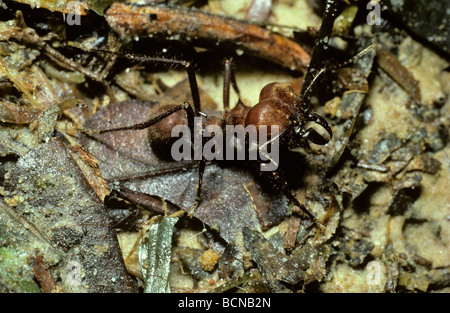 Leaf cutting ant Atta cephalotes soldier showing its large jaws standing guard on its nest in rainforest Trinidad Stock Photo