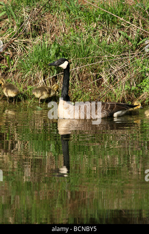 Canada Goose with goslings swimming in pond Stock Photo