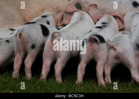 Gloucester old spot piglets Stock Photo