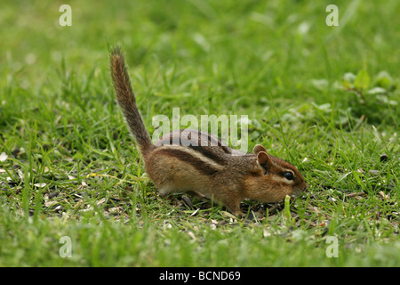 Eastern Chipmunk in grass Stock Photo