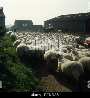 North of England mule ewes being driven along a country road between farm buildings for dipping Stock Photo