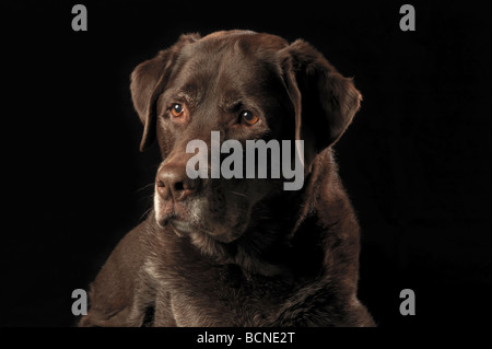 Portrait of a chocolate Labrador Retriever against a black background Stock Photo