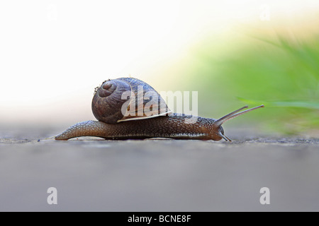 Common Garden Snail (Helix aspersa) - Macro Stock Photo