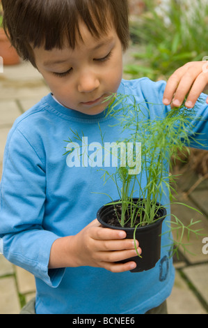 A six year old boy holing young fennel seedlings in the garden, England, UK Stock Photo