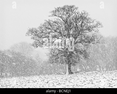 Tree in field during snowstorm horizontal Stock Photo