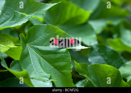 Small postman butterfly searches for water in the rainforest. Stock Photo