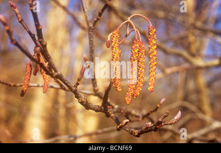 Close up in warm winter light of lilac-coloured male catkins of Common alder or Alnus glutinosa tree starting to open Stock Photo