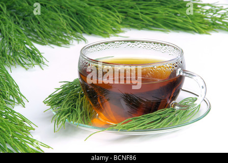 Tee Ackerschachtelhalm tea field horsetail 07 Stock Photo