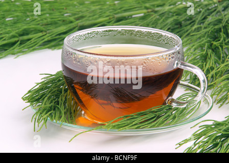 Tee Ackerschachtelhalm tea field horsetail 06 Stock Photo