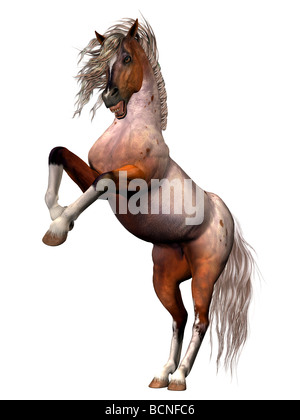A Brabant Bay breed of horse rearing in anger, in defnese of itself or its mate, or attacking. Stock Photo