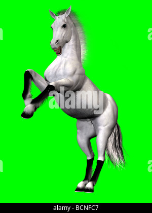 A white stallion rearing up in anger, defending itself or its mate. Stock Photo
