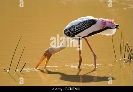 Painted Stork (Mycteria leucocephala) feeding, Yala National Park, Sri Lanka Stock Photo