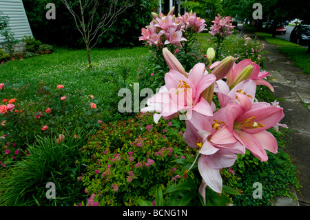 pink lilies in garden Stock Photo
