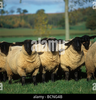 Suffolk ewe lambs on autumn pasture Herefordshire Stock Photo