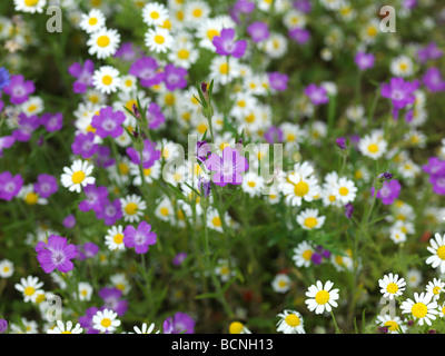 Wild flowers growing in Shoreditch Park, London Stock Photo