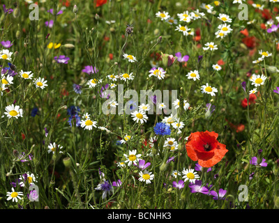 Wild flowers growing in Shoreditch Park, London Stock Photo