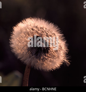 Blowball on sunset light Stock Photo