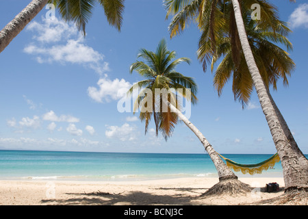 Les Salines Beach with a Hammock between two coconut palms in Martinique Stock Photo