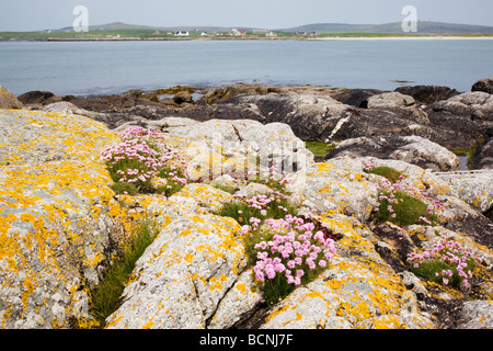 Sea pinks (Armeria) growing on rocks at Hougharry, North Uist, Scotland Stock Photo