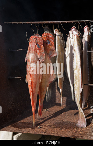 Smoked flatfish turbot and sea perch in home made fumigate oven Stock Photo